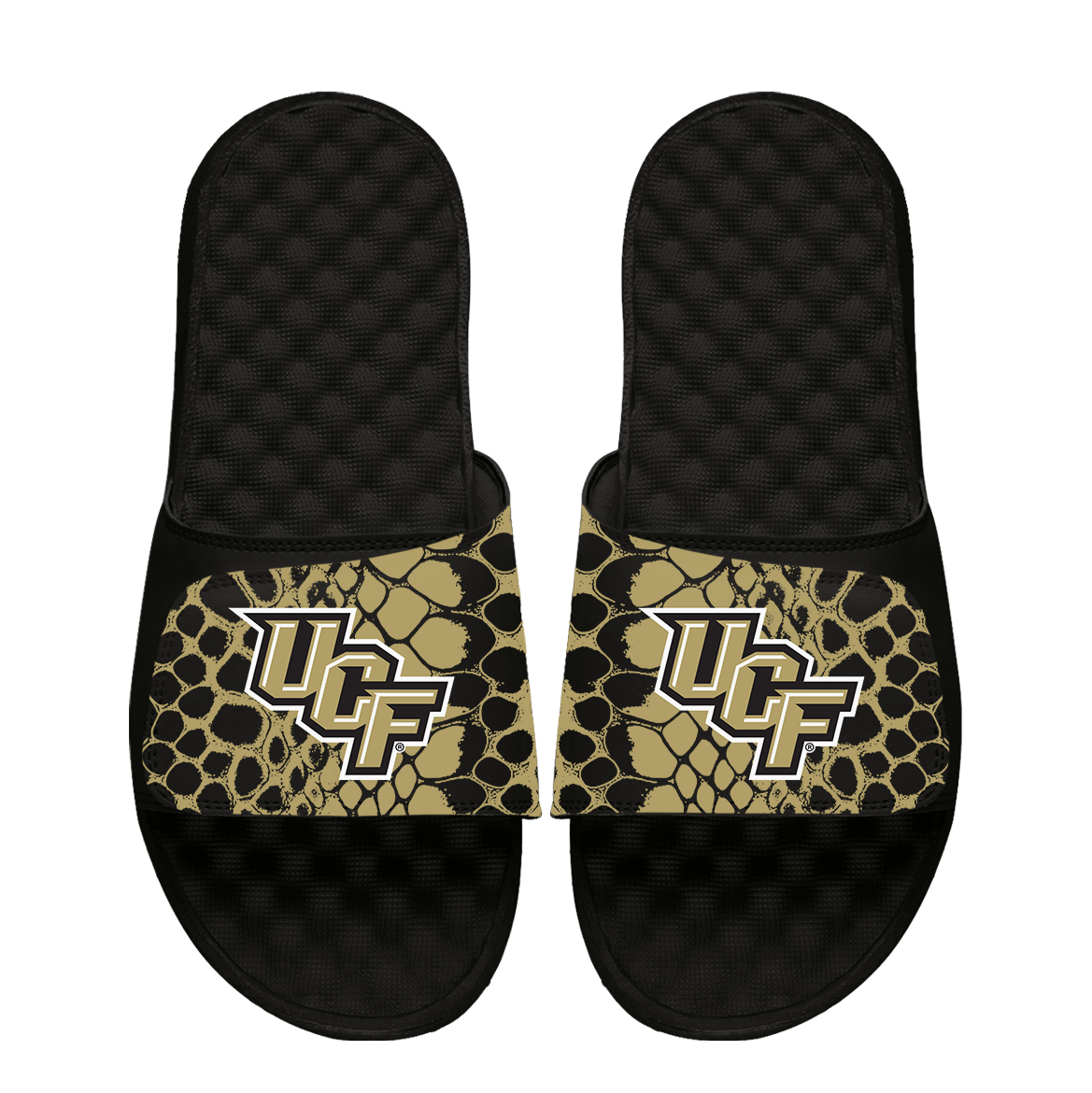 UCF Knights Year of the Snake